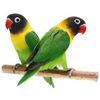 Agapornis