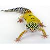Geckos
