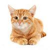 gato
